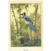 Image 2 : 1920's Blue Jay Color Lithograph Print