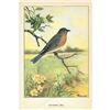 Image 2 : 1920's Bluebird Color Lithograph Print