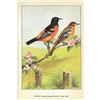 Image 2 : 1920's Oriole Color Lithograph Print