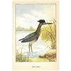 Image 2 : 1920's Green Heron Color Lithograph Print