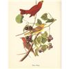 Image 2 : c1950 Audubon Print, Summer Tanager