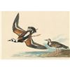 Image 1 : c1946 Audubon Print, # 304 Ruddy Turnstone