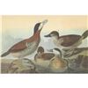 Image 1 : c1946 Audubon Print, #343 Ruddy Duck