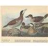 Image 2 : c1946 Audubon Print, #343 Ruddy Duck