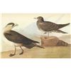 Image 1 : c1946 Audubon Print, #272 Parasitic Jaeger