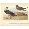 Image 2 : c1946 Audubon Print, #272 Parasitic Jaeger