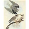 Image 1 : c1946 Audubon Print, #352 White-Tailed Kite