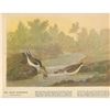 Image 2 : c1946 Audubon Print, #320 Least Sandpiper