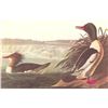 Image 1 : c1946 Audubon Print, #331 American Merganser