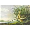 Image 1 : c1950 Audubon Print, Long-Billed Curlow