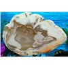 Image 6 : Large Specimen Petrified Wood Slab