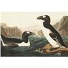 Image 1 : c1946 Audubon Print, #341 Great Auk