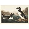 Image 2 : c1946 Audubon Print, #341 Great Auk
