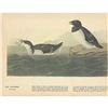 Image 2 : c1946 Audubon Print, #339 Dorekie