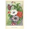 Image 2 : 1920's Petunia Color Lithograph Print