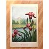 Image 2 : 1920's Iris Color Lithograph Print