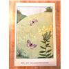 Image 2 : 1920's Spring Azure Butterfly Color Lithograph Print