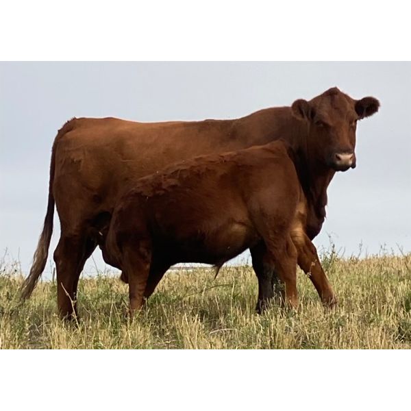dp cattle - Average Weight: 0, Sex: Steers, Total Head: 10