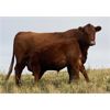 Image 1 : dp cattle - Average Weight: 0, Sex: Steers, Total Head: 10