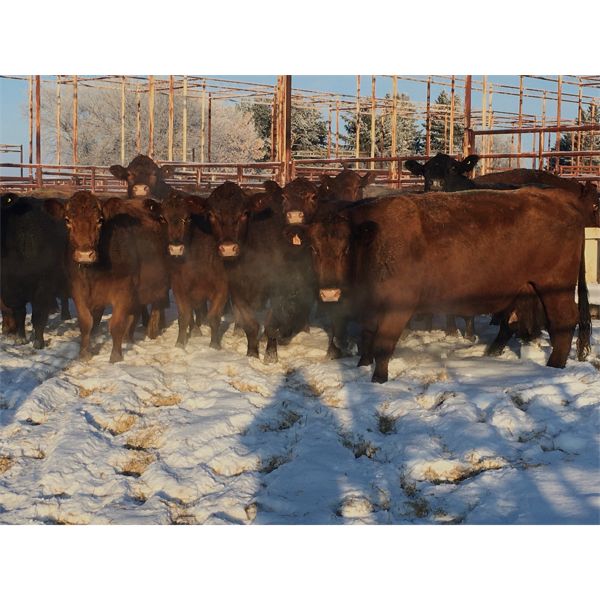 dp cattle - Average Weight: 1, Sex: Heifers, Total Head: 20