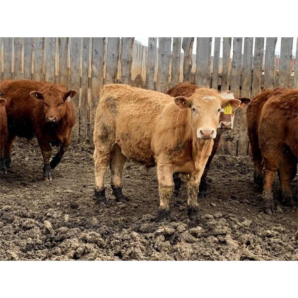Rice Farms 910 Steers 330 Head AB) Team Auction Sales