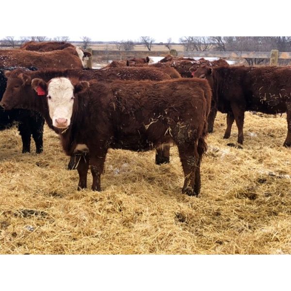 Creekview Farms - 825# Heifers - 75 Head (Hanley, SK)