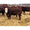 Image 1 : Creekview Farms - 825# Heifers - 75 Head (Hanley, SK)