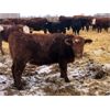 Image 2 : Creekview Farms - 825# Heifers - 75 Head (Hanley, SK)