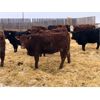 Image 3 : Creekview Farms - 825# Heifers - 75 Head (Hanley, SK)