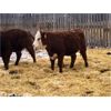 Image 4 : Creekview Farms - 825# Heifers - 75 Head (Hanley, SK)