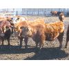 Image 1 : Breault Ranching Ltd. - 710# Steers - 168 Head (Ste. Rose, MB)