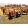 Image 2 : Breault Ranching Ltd. - 710# Steers - 168 Head (Ste. Rose, MB)