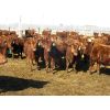 Image 3 : Breault Ranching Ltd. - 710# Steers - 168 Head (Ste. Rose, MB)