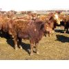 Image 4 : Breault Ranching Ltd. - 710# Steers - 168 Head (Ste. Rose, MB)
