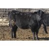 Image 2 : Turtleview Livestock - 1025# Heifers - 58 Head (Goodlands, MB)