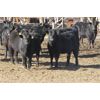Image 3 : Turtleview Livestock - 1025# Heifers - 58 Head (Goodlands, MB)