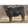 Image 4 : Turtleview Livestock - 1025# Heifers - 58 Head (Goodlands, MB)