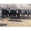 Image 6 : Turtleview Livestock - 1025# Heifers - 58 Head (Goodlands, MB)