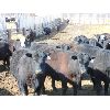 Image 1 : East Hilltop Holdings - 835# Steers - 80 Head (Crossfield, AB)