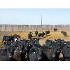 Image 2 : East Hilltop Holdings - 835# Steers - 80 Head (Crossfield, AB)