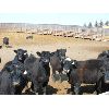 Image 3 : East Hilltop Holdings - 835# Steers - 80 Head (Crossfield, AB)