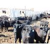 Image 4 : East Hilltop Holdings - 835# Steers - 80 Head (Crossfield, AB)