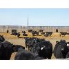 Image 6 : East Hilltop Holdings - 835# Steers - 80 Head (Crossfield, AB)