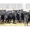 Image 1 : East Hilltop Holdings - 640# Steers - 103 Head (Crossfield, AB)