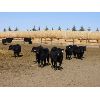 Image 2 : East Hilltop Holdings - 640# Steers - 103 Head (Crossfield, AB)