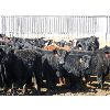 Image 3 : East Hilltop Holdings - 640# Steers - 103 Head (Crossfield, AB)