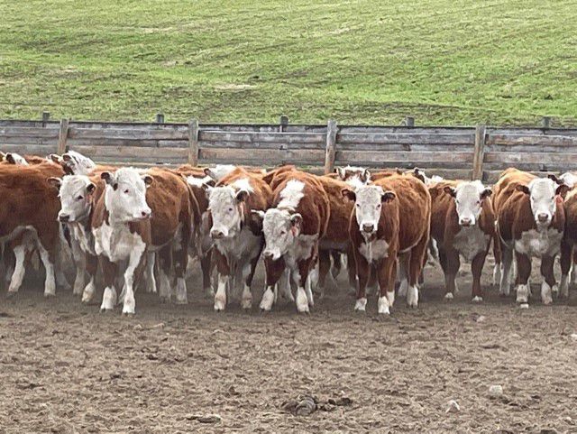 Canada Coldstream Ranch Coldstream Ranch 2002 Ltd. - 600# Heifers - 87 Head (Armstrong, BC ...