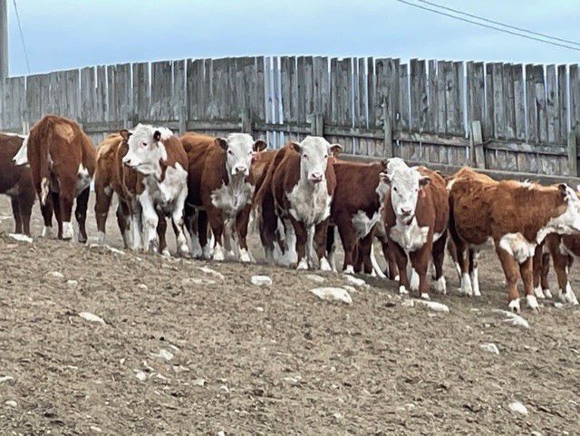 Canada Coldstream Ranch Coldstream Ranch 2002 Ltd. - 600# Heifers - 87 Head (Armstrong, BC ...