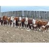 Image 3 : Coldstream Ranch 2002 Ltd. - 600# Heifers - 87 Head (Armstrong, BC)