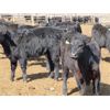 Image 10 : Blue Goose Cattle Co. - 530# Heifers - 225 Head (Ashcroft, BC)